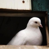 Telegram profile photo for أعرَابيَّة•