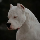 Telegram profile photo for IRAN DOGO 🇦🇷🇮🇷
