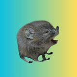Telegram profile photo for SHREW
