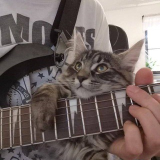 Telegram profile photo for dokkit | мясная лавка