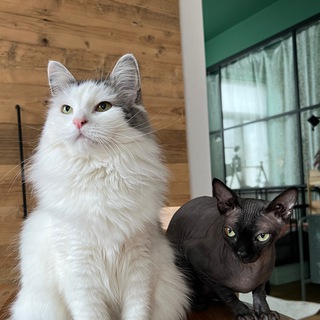 Telegram profile photo for Котокучка ฅ/ᐠ. ̫ .ᐟ\ฅ