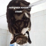 Telegram profile photo for Летучая кышь