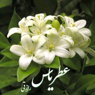 Telegram profile photo for عطر یاس رازقی