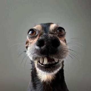 Telegram profile photo for π€ππ²ππππ²ππ ππππ₯π πππππππ
