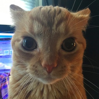 Telegram profile photo for kotyk