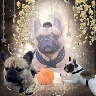 Telegram profile photo for 🌊 Французский отряд + хомячий спецназ 🥨