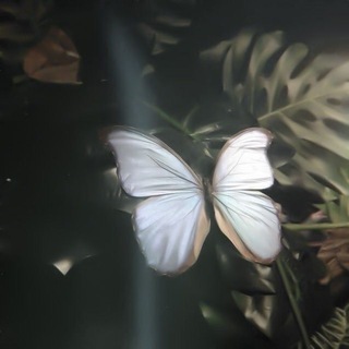 Telegram profile photo for The Butterfly Effect