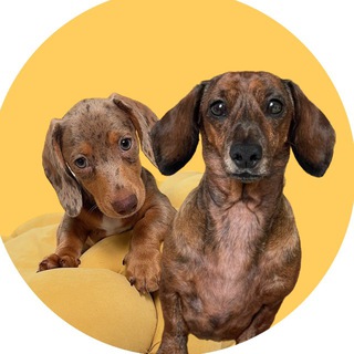 Telegram profile photo for Таксы Алиса и Леопардо Сумочкины