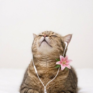 Telegram profile photo for Милый котик