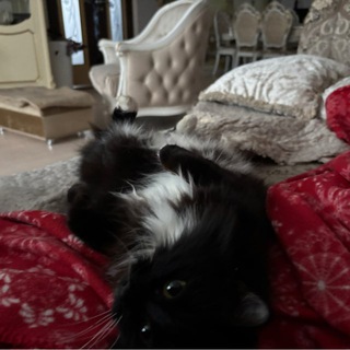 Telegram profile photo for кладмен