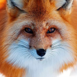 Telegram profile photo for Ли Си Цин