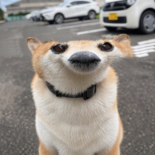Telegram profile photo for Мемсы