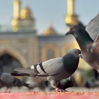 Telegram profile photo for سفير الحسين