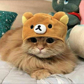 Telegram profile photo for mamode wan meem