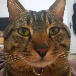 Telegram profile photo for gwvpsceping.com 不要私聊交易