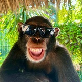 Telegram profile photo for گیف میمون