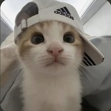 Telegram profile photo for анон.💀