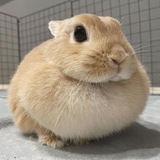 Telegram profile photo for Жир осе