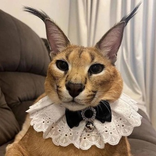 Telegram group profile photo for Шлепа Cards | Чат
