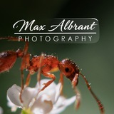 Telegram profile photo for Max_Albrant_Art