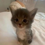 Telegram profile photo for 🌲Дом SelForget 🌳