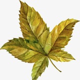 Telegram profile photo for الورقة الالكترونية