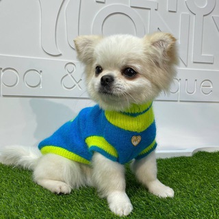 Telegram profile photo for Dimda Market