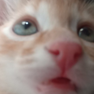 Telegram profile photo for пе ре езд!!! ᴇᴋᴢᴏᴄʜᴇᴇ