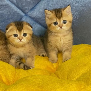 Telegram profile photo for ایران کتز |irancats ( گربه های پرشین اسکاتيش بریتیش)