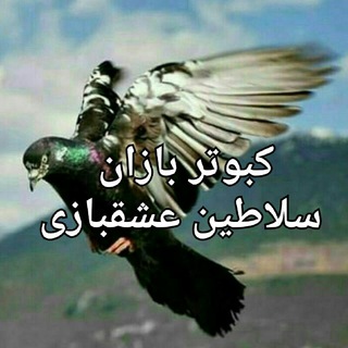 Telegram profile photo for کبوتر بازان💯