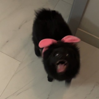 Telegram profile photo for Миша покакал