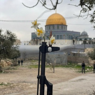 Telegram profile photo for مَقدِسيُّ الهَوىٰ ،، ❤️🌿
