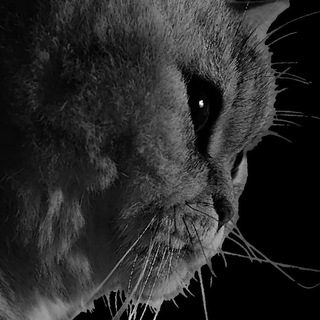 Telegram profile photo for МЕМЫ