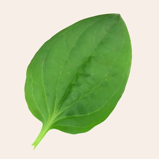 Telegram profile photo for HR Подорожник l Веселовская 🍃