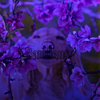 Telegram profile photo for 𓆩ճαɾklҽղs𓆪