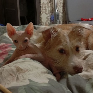 Telegram profile photo for Сублимация