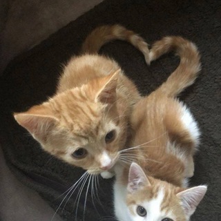 Telegram profile photo for Сносим тгк живодеров