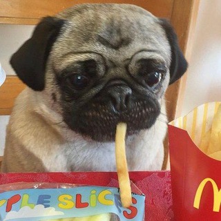 Telegram profile photo for PUGS CONFESSION′ᵈᵃⁱˡʸ
