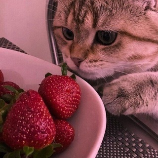 Telegram profile photo for ♡تـوت فـرنـگی🍓