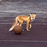 Telegram profile photo for Лайф Роберт сильф🏆🛴