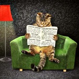 Telegram profile photo for Catuserbot Tips & News