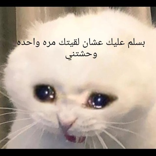 Telegram profile photo for مياوهات عميقه🐈