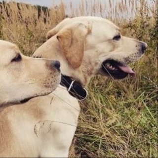 Telegram profile photo for Передержка лабрадоров (Москва, Московская область) I love Labrador