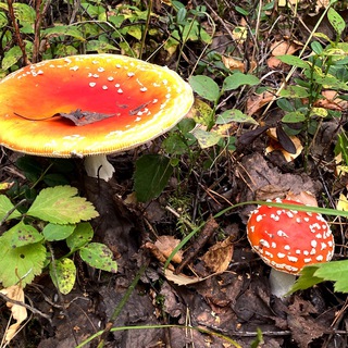 Telegram profile photo for Трешрепорты 🍄 Осторожно, мухомор! ⚠️