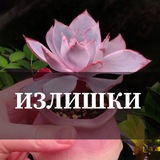 Telegram profile photo for ИЗЛИШКИ🪴СуккуХобби