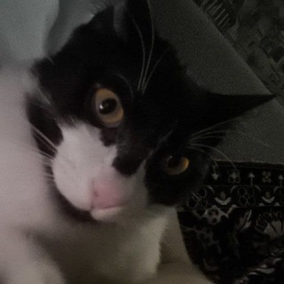 Telegram profile photo for Общага Revirsize