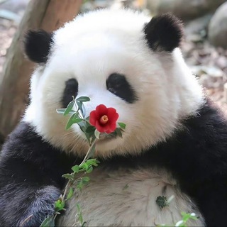 Telegram profile photo for 圈圈的加密領域研究所