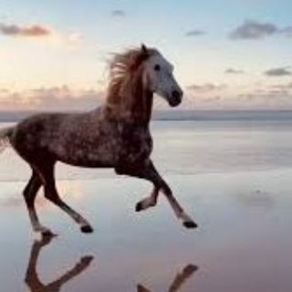 Telegram profile photo for ريـﮧـاحين القوافي