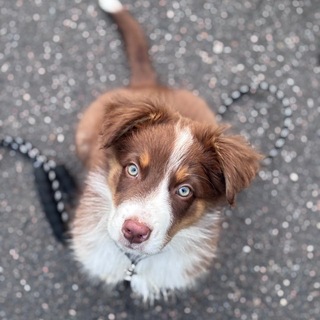 Telegram profile photo for Добрыня_Аусси