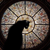 Telegram profile photo for Ladyinblack 🐈⬛️